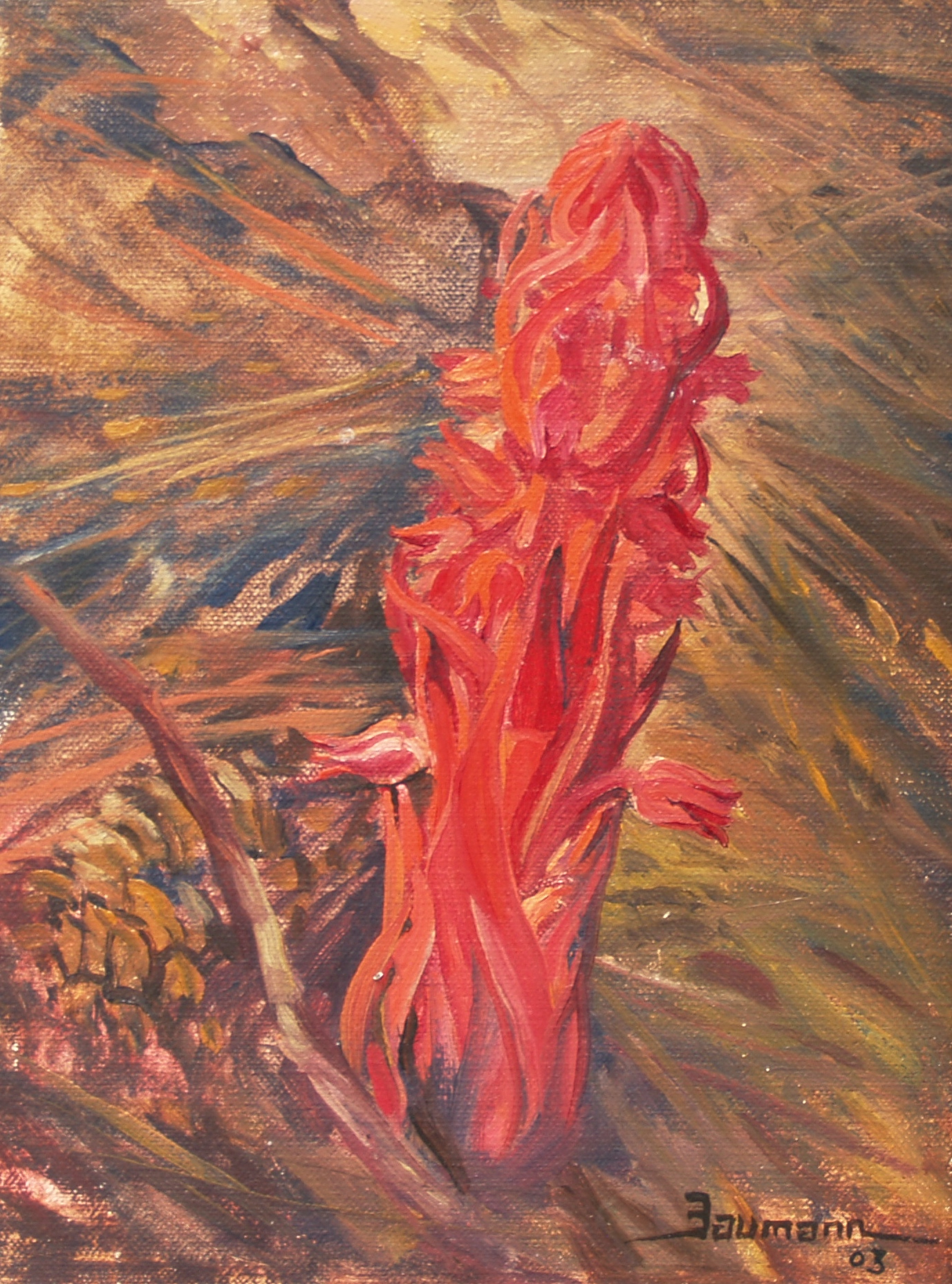 This oil painting is a study of a California Snow Flower by Stefan Baumann showing the red color and exotic shape of this unique flower that blooms through the snow.