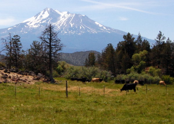 This is a photo of a view of Mt.Shasta from Louis Road, and is a plein air painter's dream to paint at The Grand View's Summer Workshop.