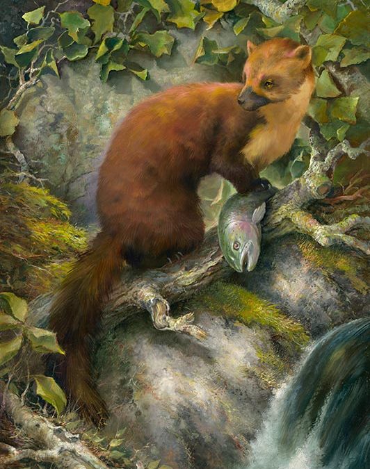 River Bandit, oil painting of a pine martin with a fish, by Stefan Baumann ©2021