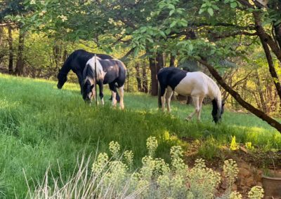 Friesian and Gypsy Vanner horses at The Grand View Ranch