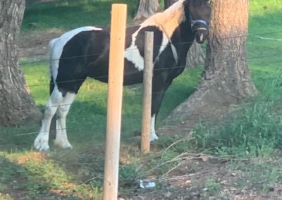 The Grand View Ranch