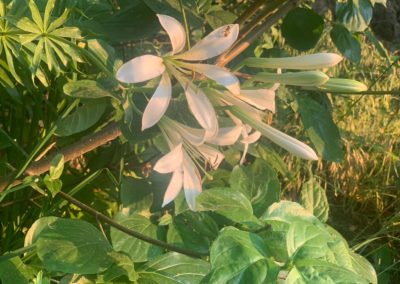 The Grand View Ranch